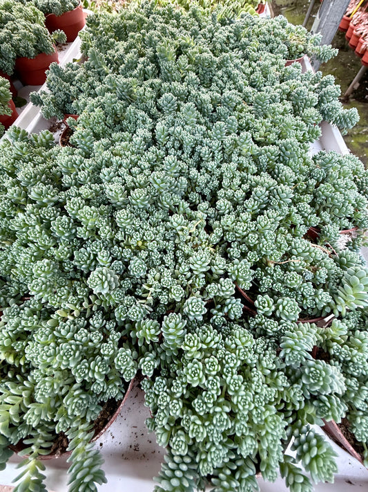 Sedum dasyphyllum ‘Major’