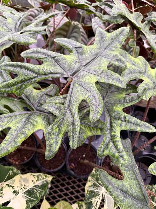 Alocasia ‘Jacklyn’