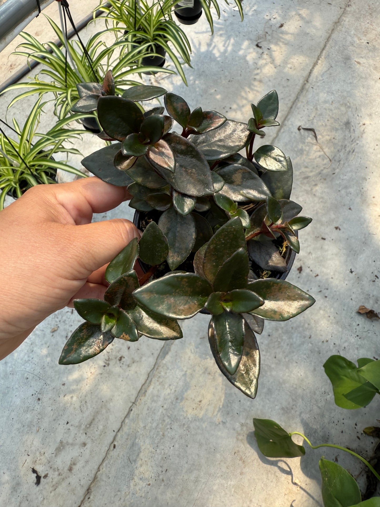 Goldfish Plant ´Shady Lady Heidi’