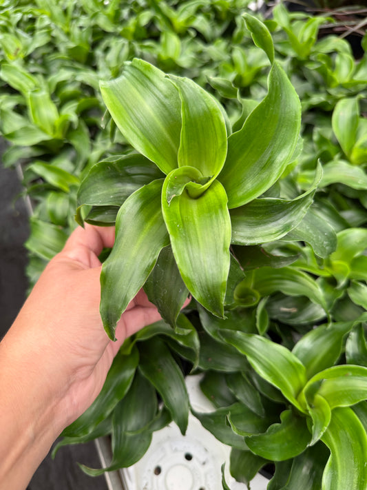 Dracaena ‘Twister Green’