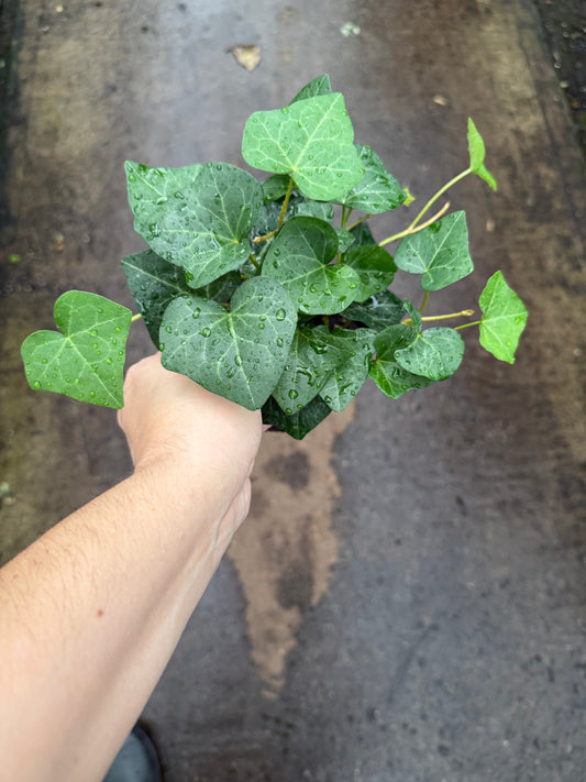 Hedera cœur