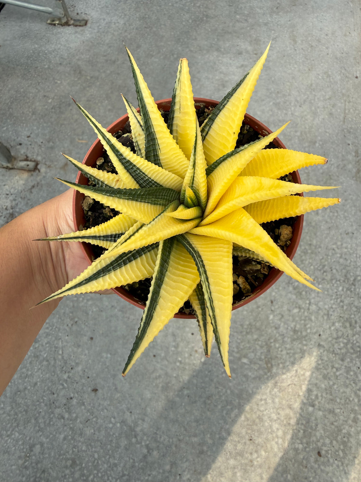 Haworthia ‘Jaune Variegata’