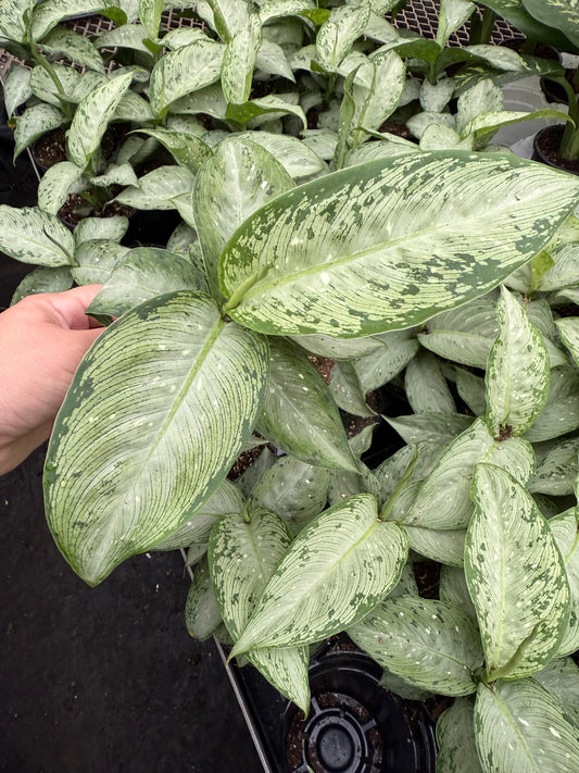 Dieffenbachia ‘Snow’