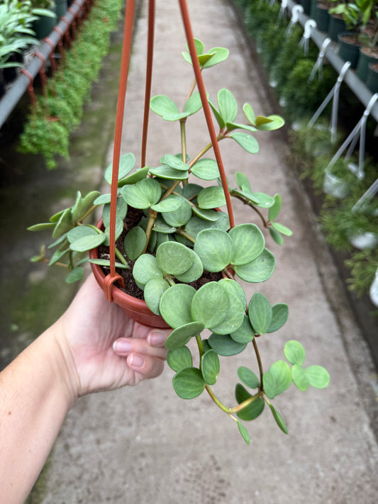 Peperomia ‘Hope’