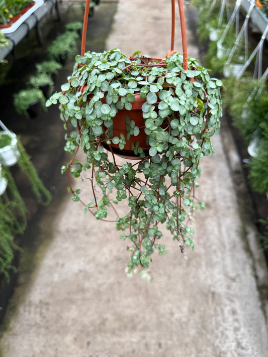 Pilea Glauca