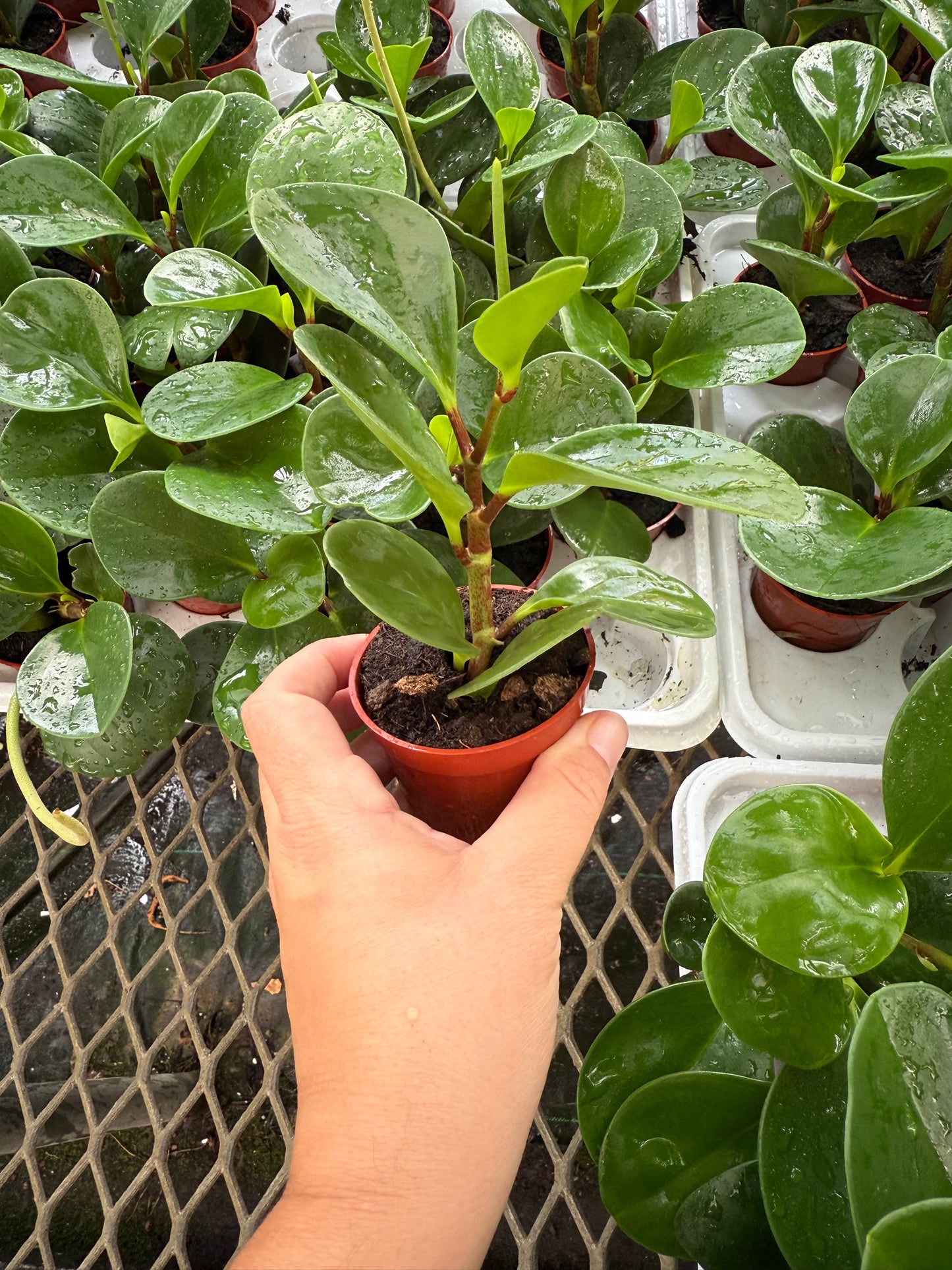 Peperomia ‘Lime’