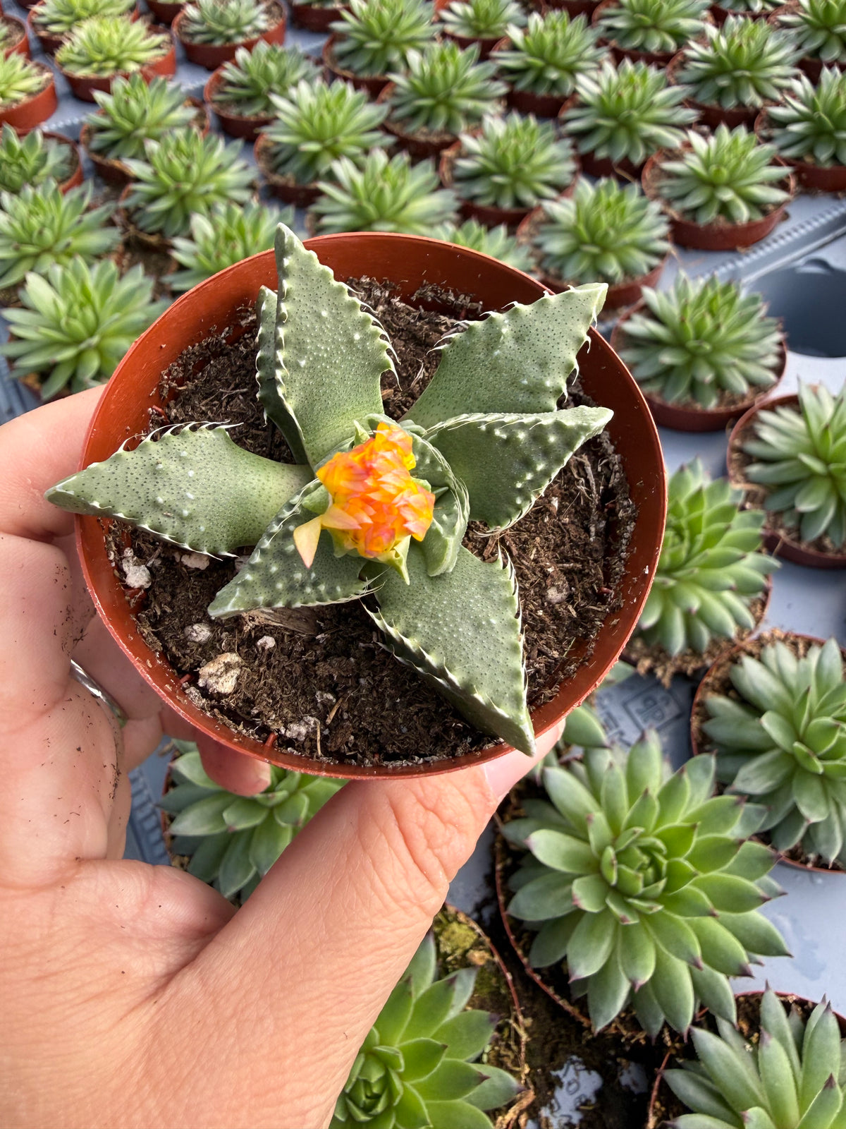 Faucaria tuberculosa