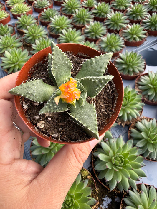 Faucaria tuberculosa
