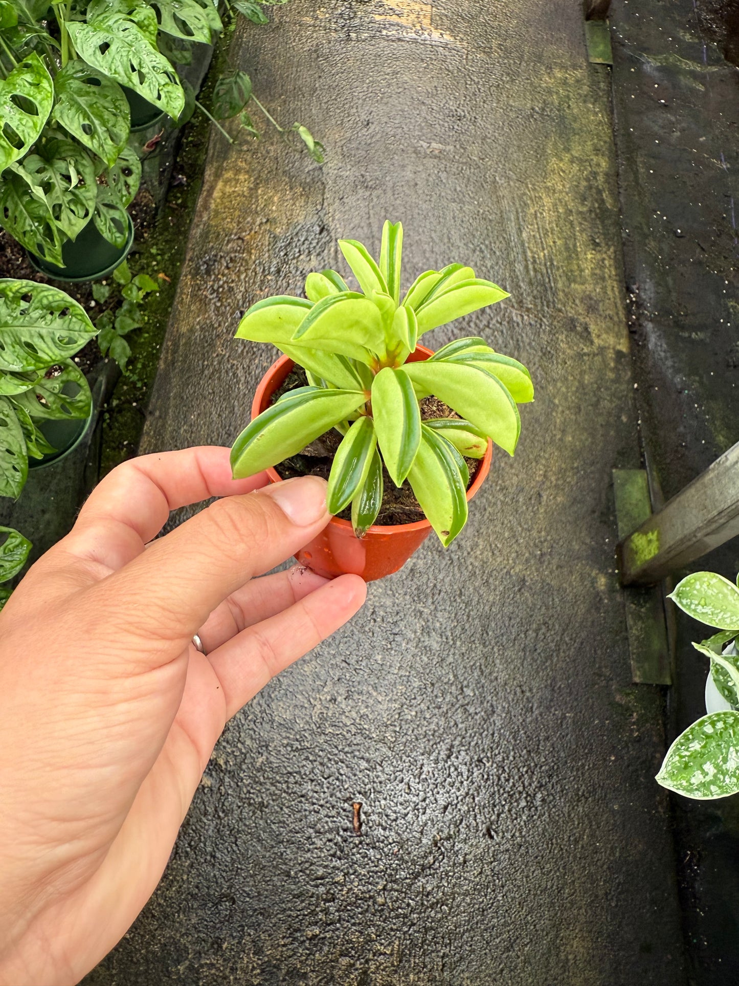 Peperomia 'Taco Leaf'