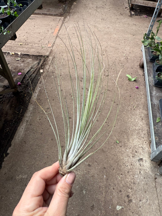Tillandsia Juncea