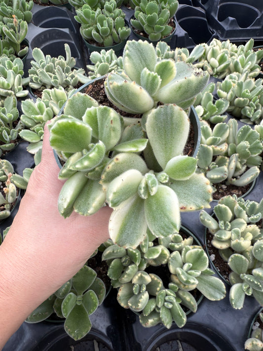 Bear Paw Variegated