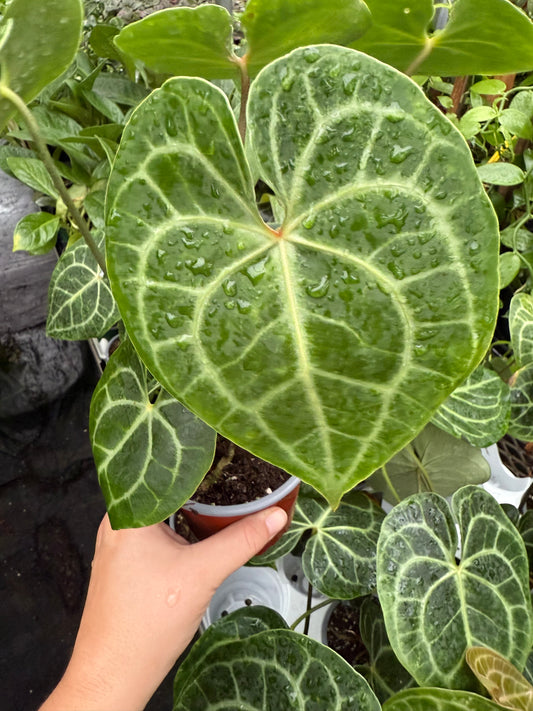 Anthurium Clarinervium