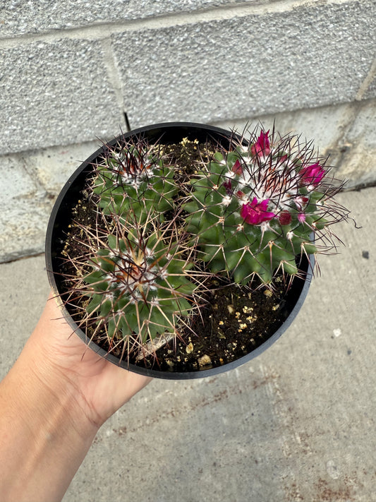 Mammillaria polymilda-gensis