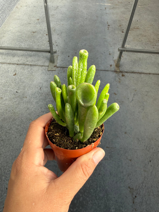 Crassula ovata ‘Horntee
