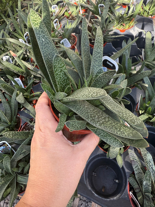Gasteria