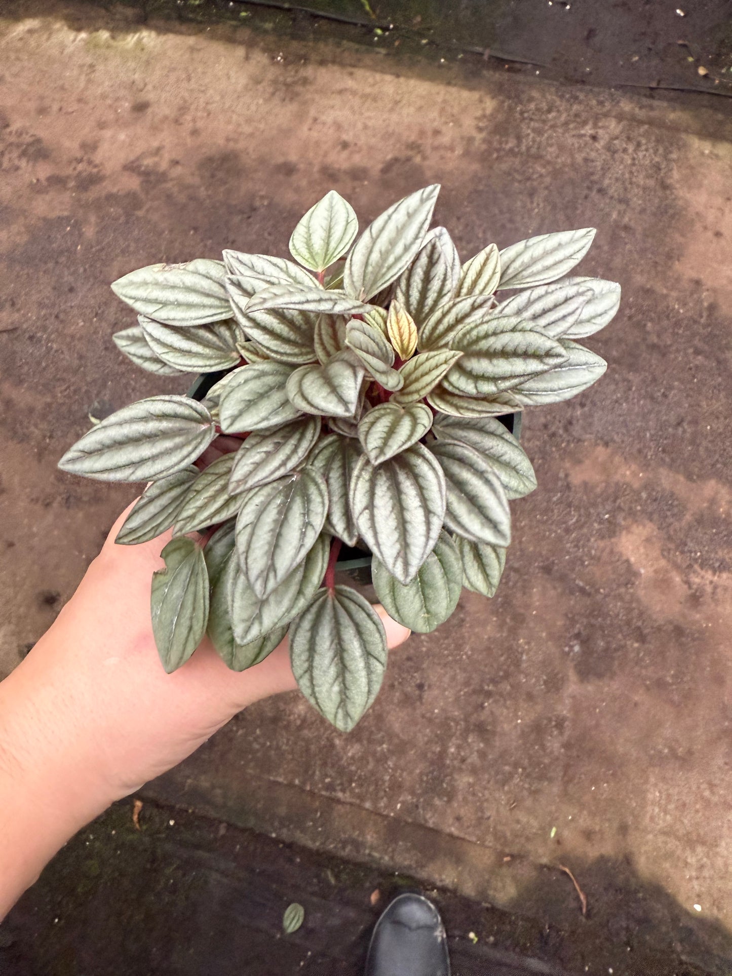 Peperomia ‘San Marino’