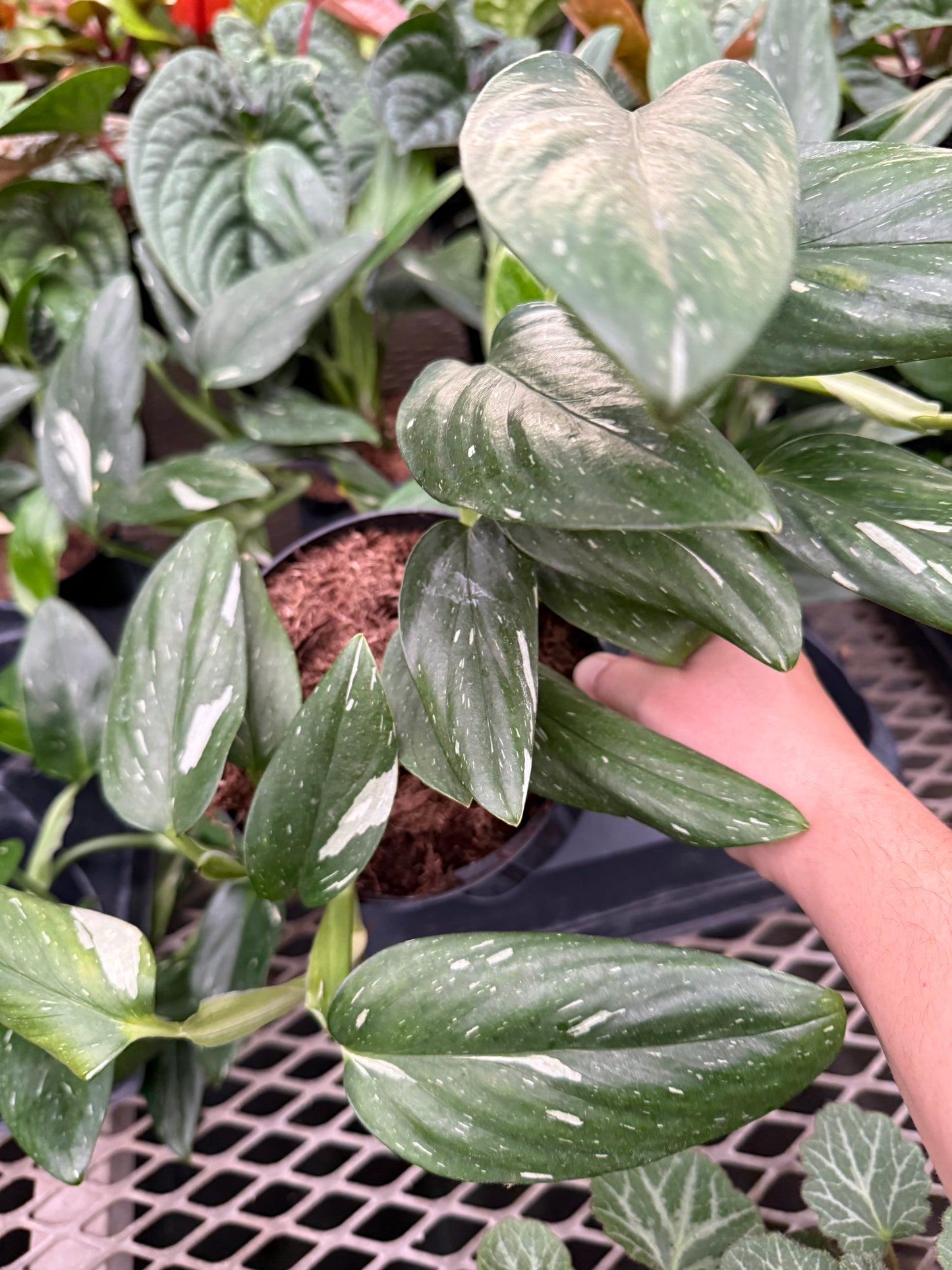 Monstera Standleyana Variegata