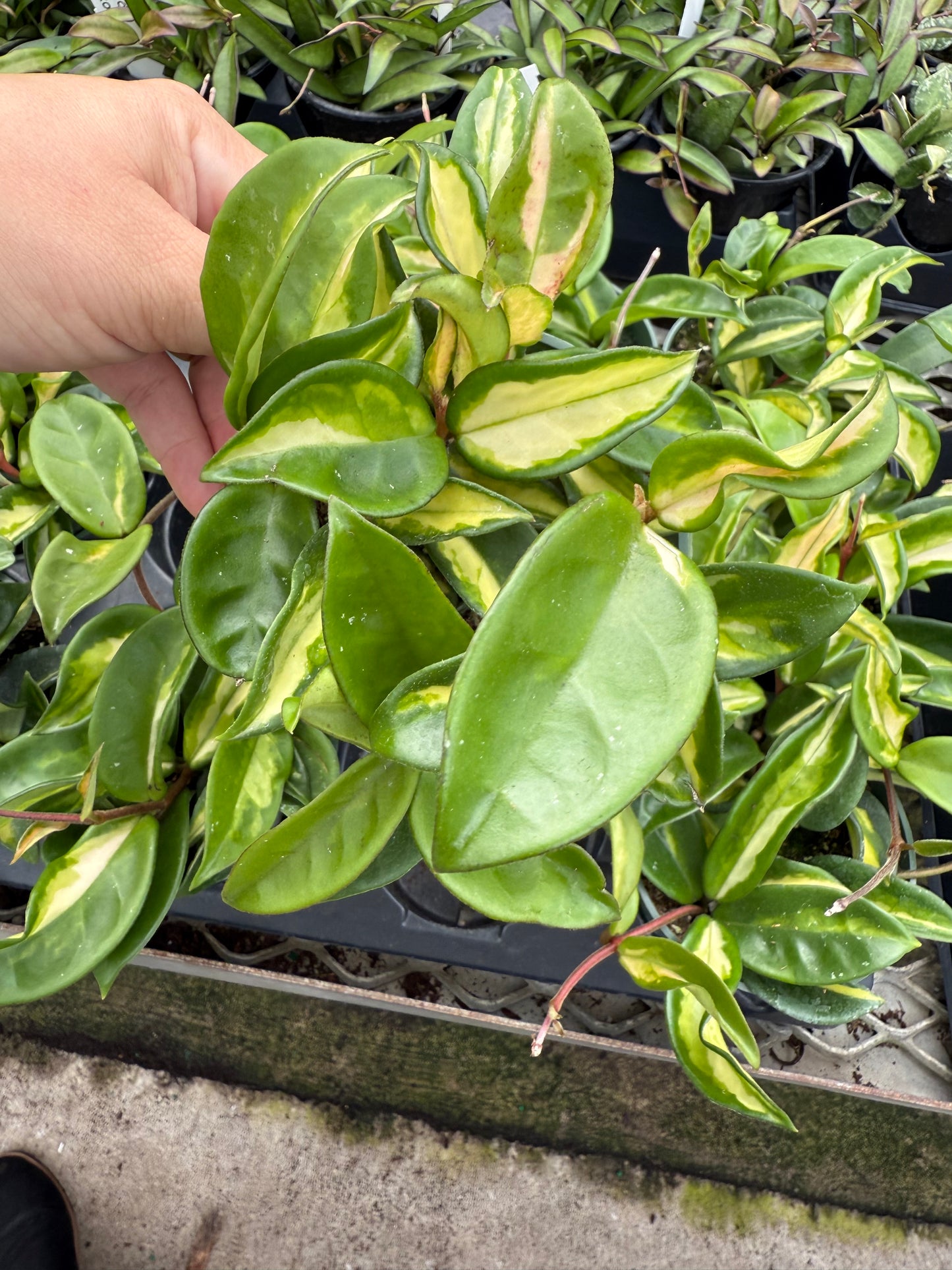 Hoya Carnosa ‘Tricolor’