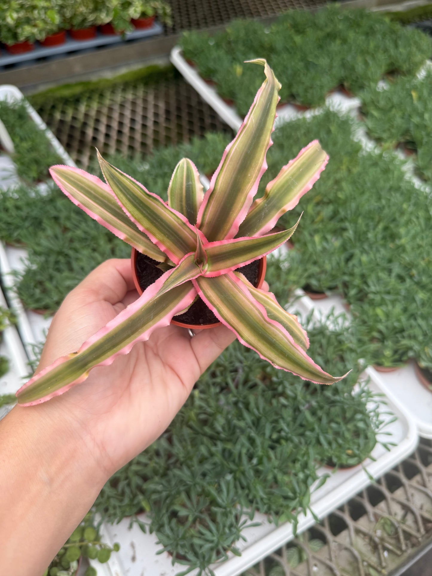 Cryptanthus
