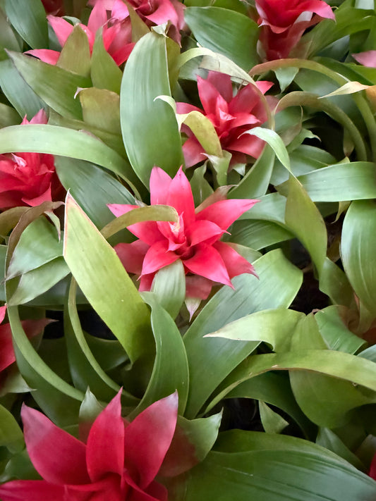 Bromeliad