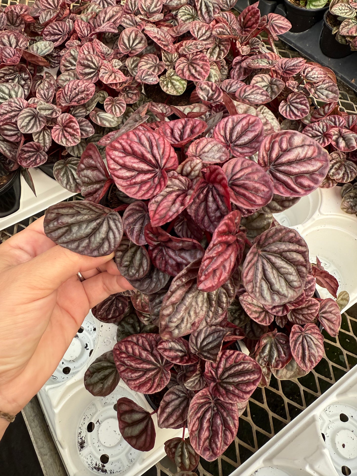 Peperomia caperata 'Luna Red'