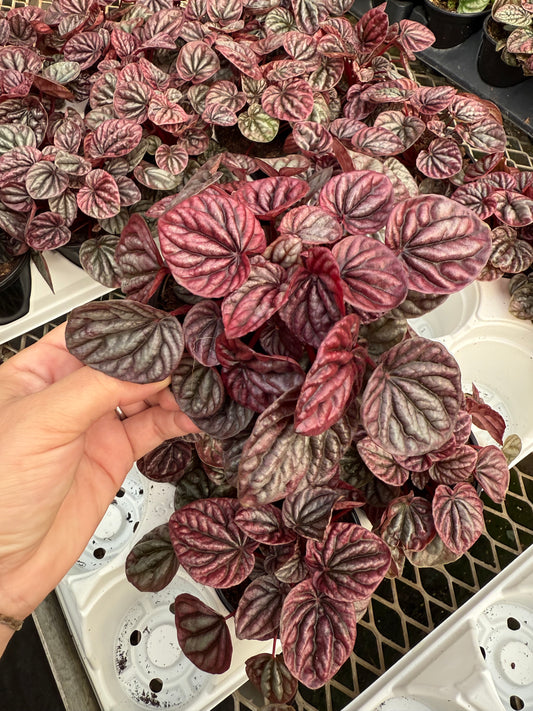 Peperomia caperata ‘Luna Red’