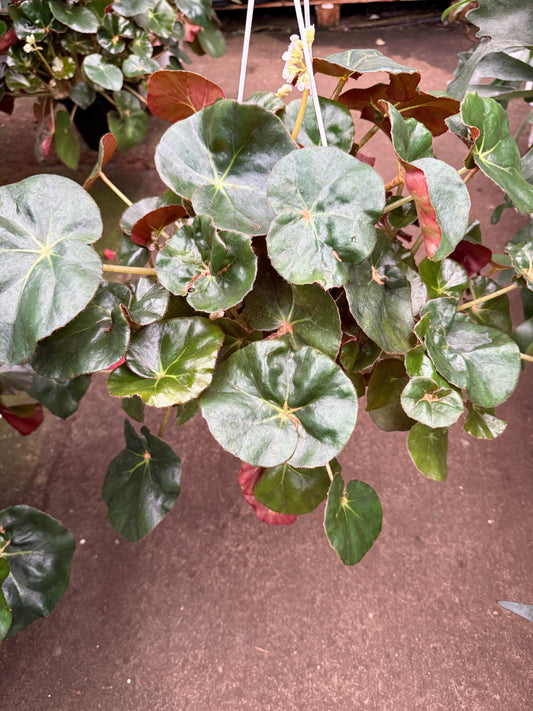 Begonia ‘Nenuphar’