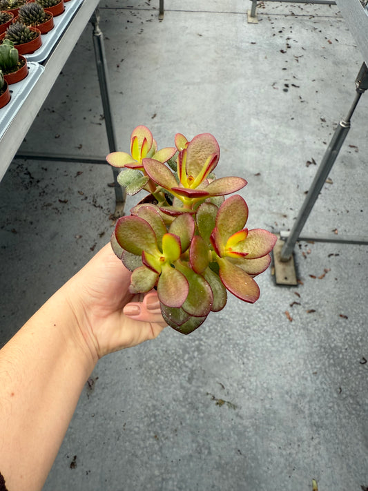 Crassula Minor