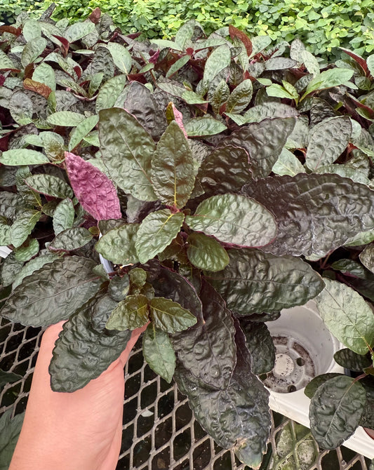 Hemigraphis Colorata