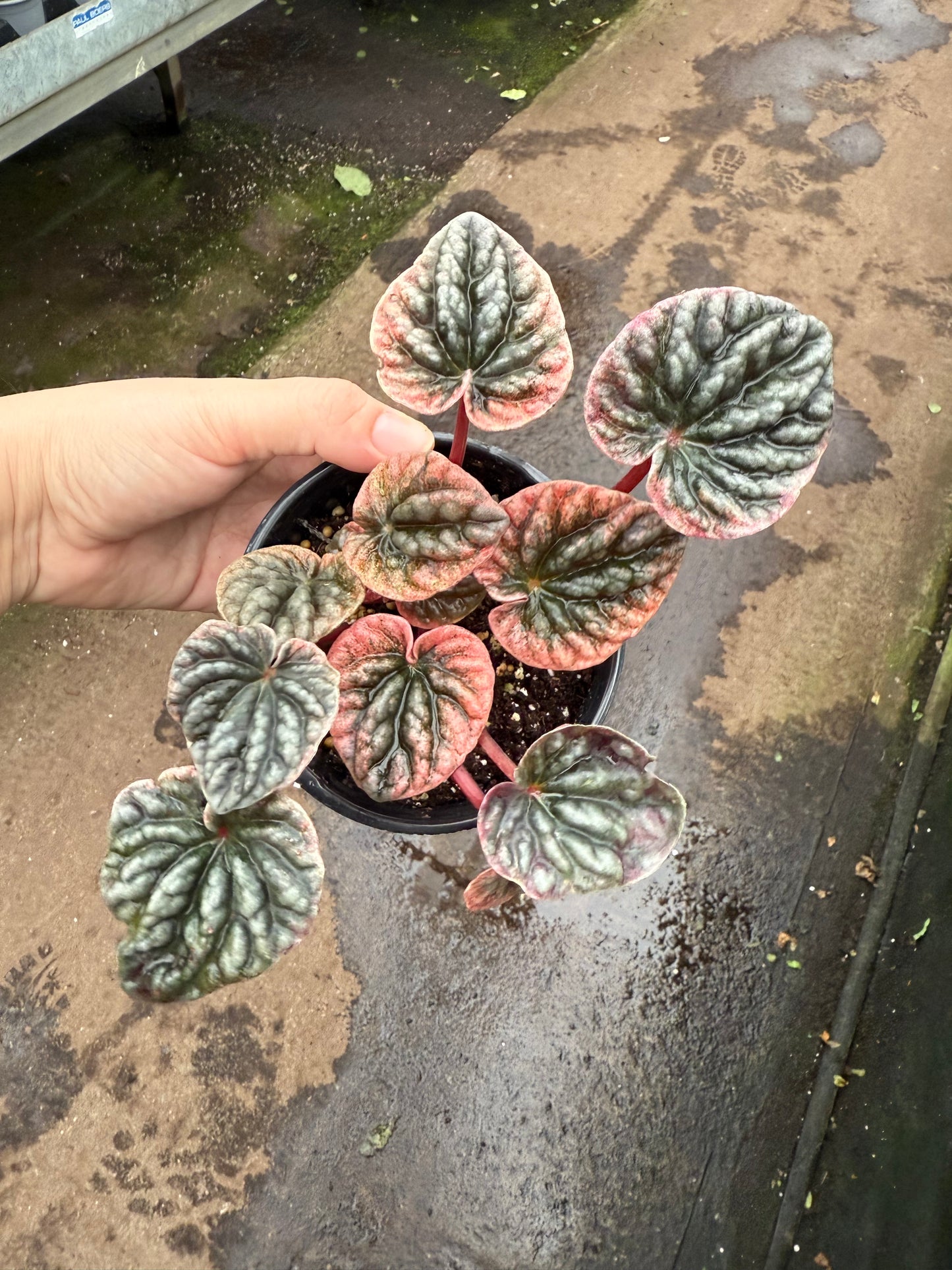 Peperomia caperata ‘Abricos’