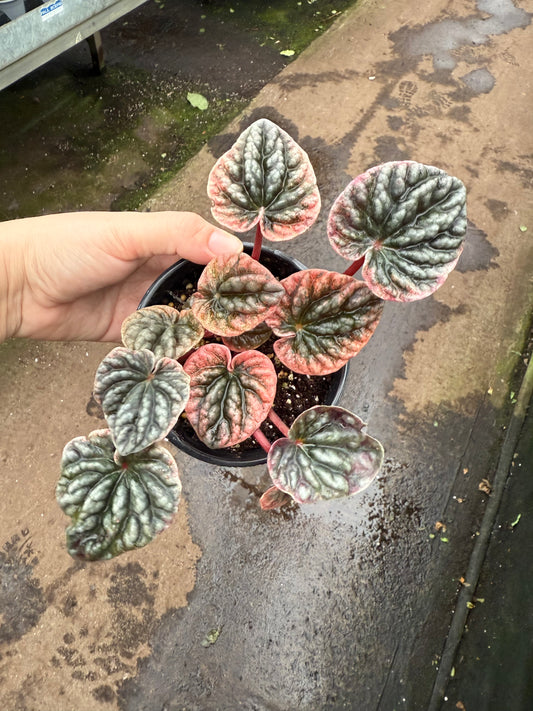 Peperomia caperata ‘Abricos’