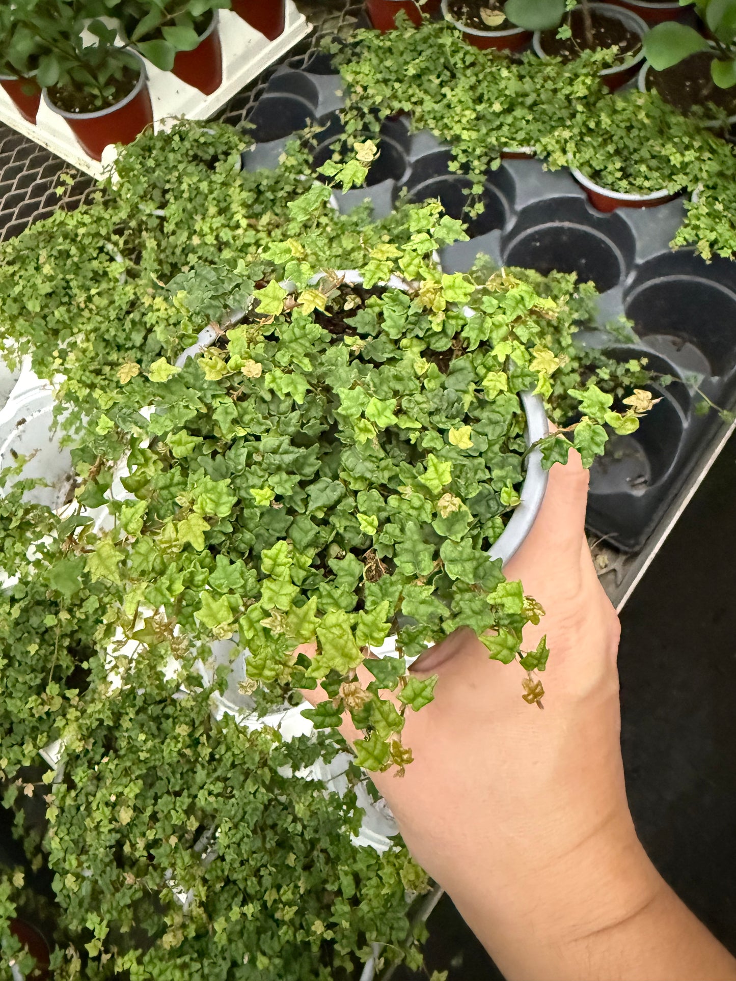 Ficus pumila Quercifolia - ‘String of Frogs’