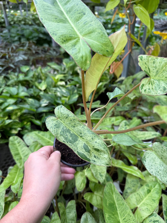 Philodendron ‘Paradiso Verde’