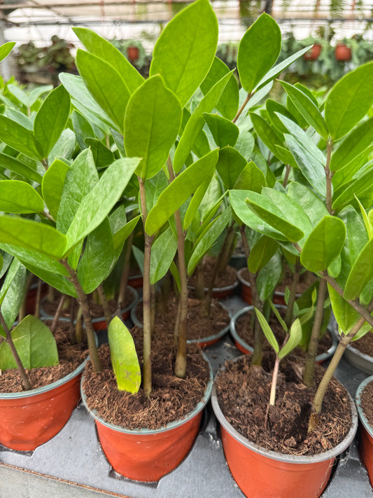 Zamioculcas Zamiifolia (ZZ Plant)