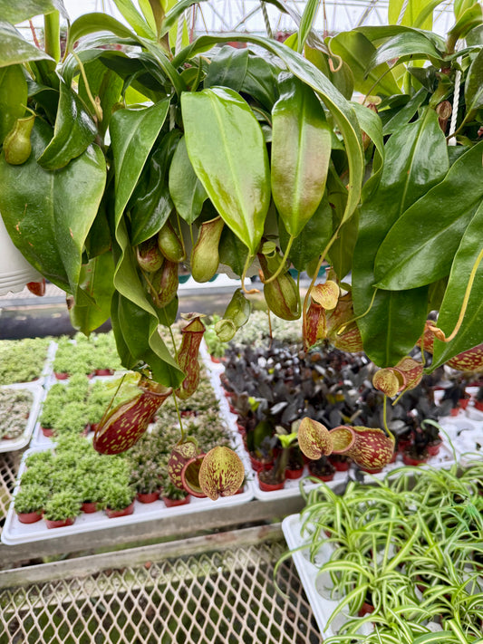Pitcher Plant (Nepenthes)