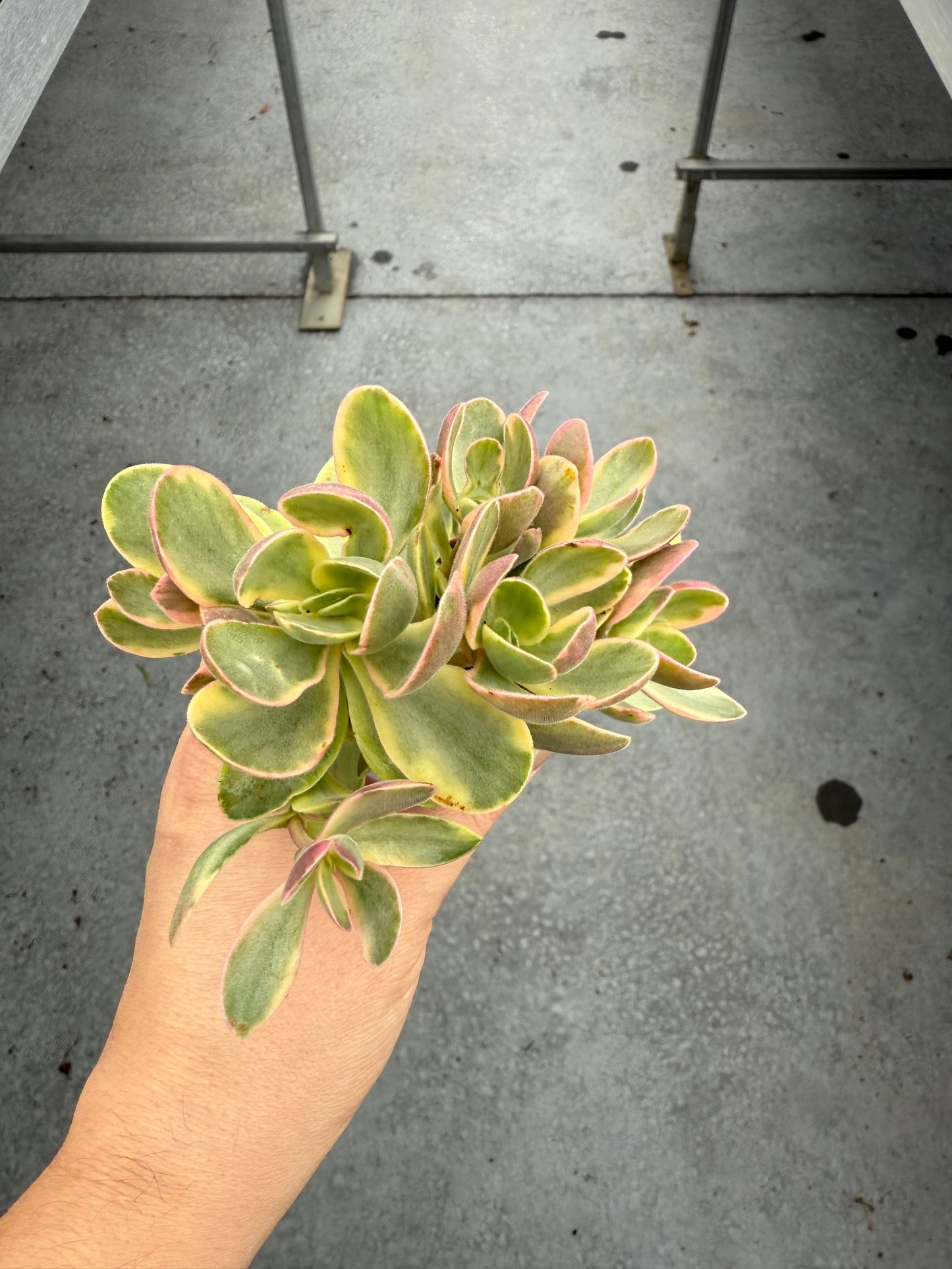 Crassula Swaziens Variegata