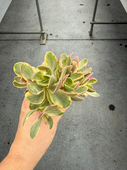 Crassula Swaziens Variegata