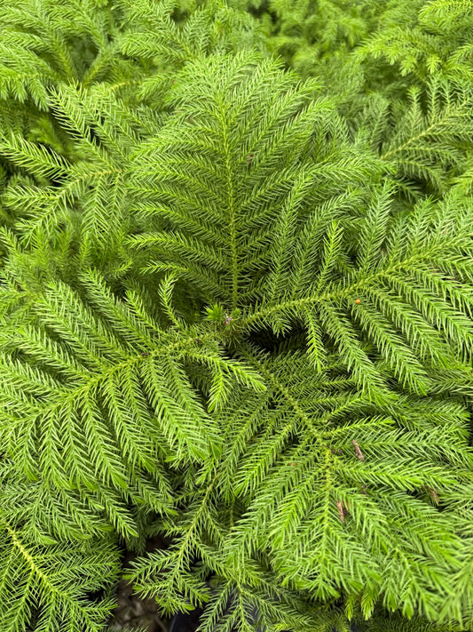Araucaria – Norfolk Pine