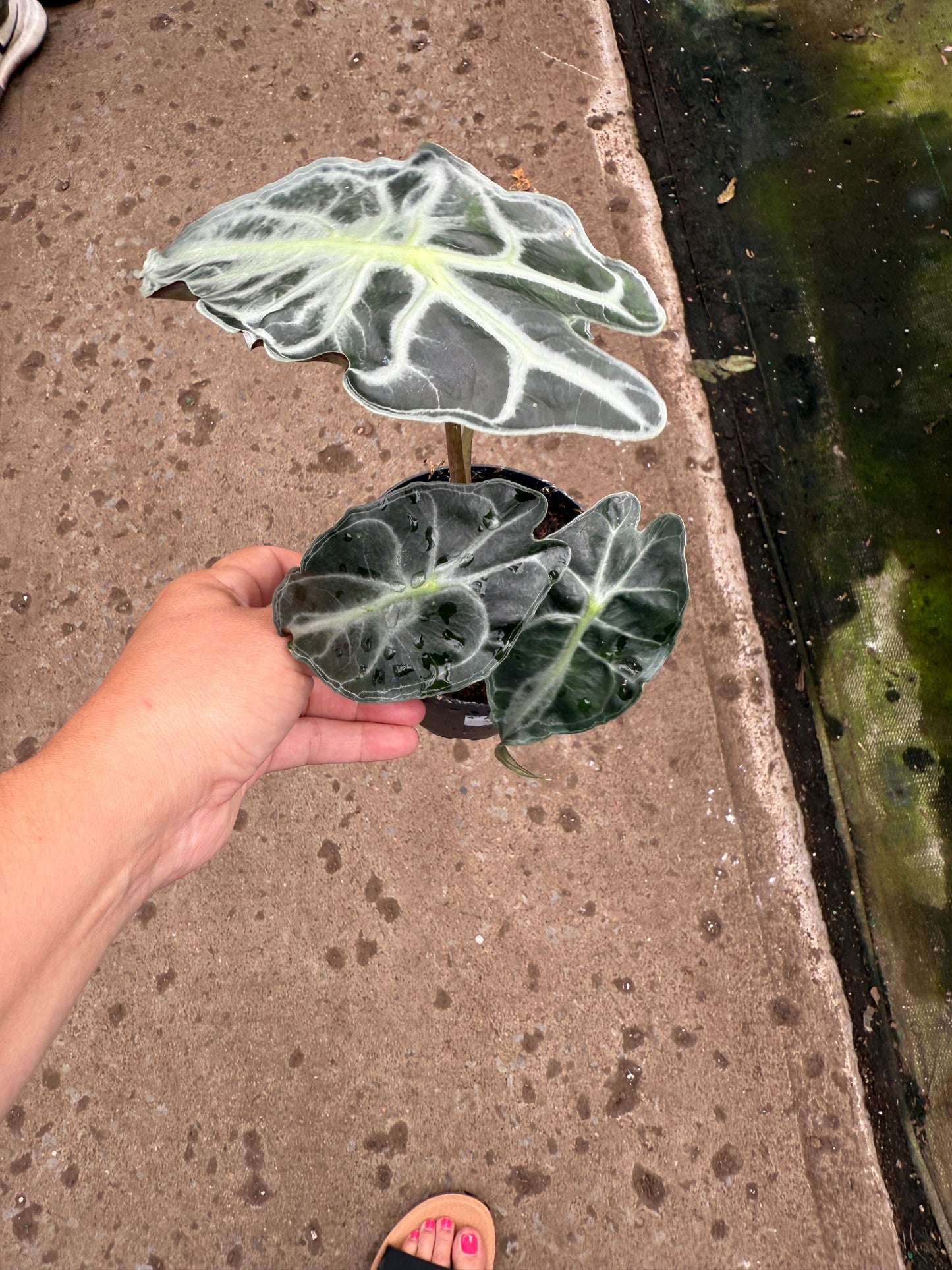 Alocasia 'Venom'