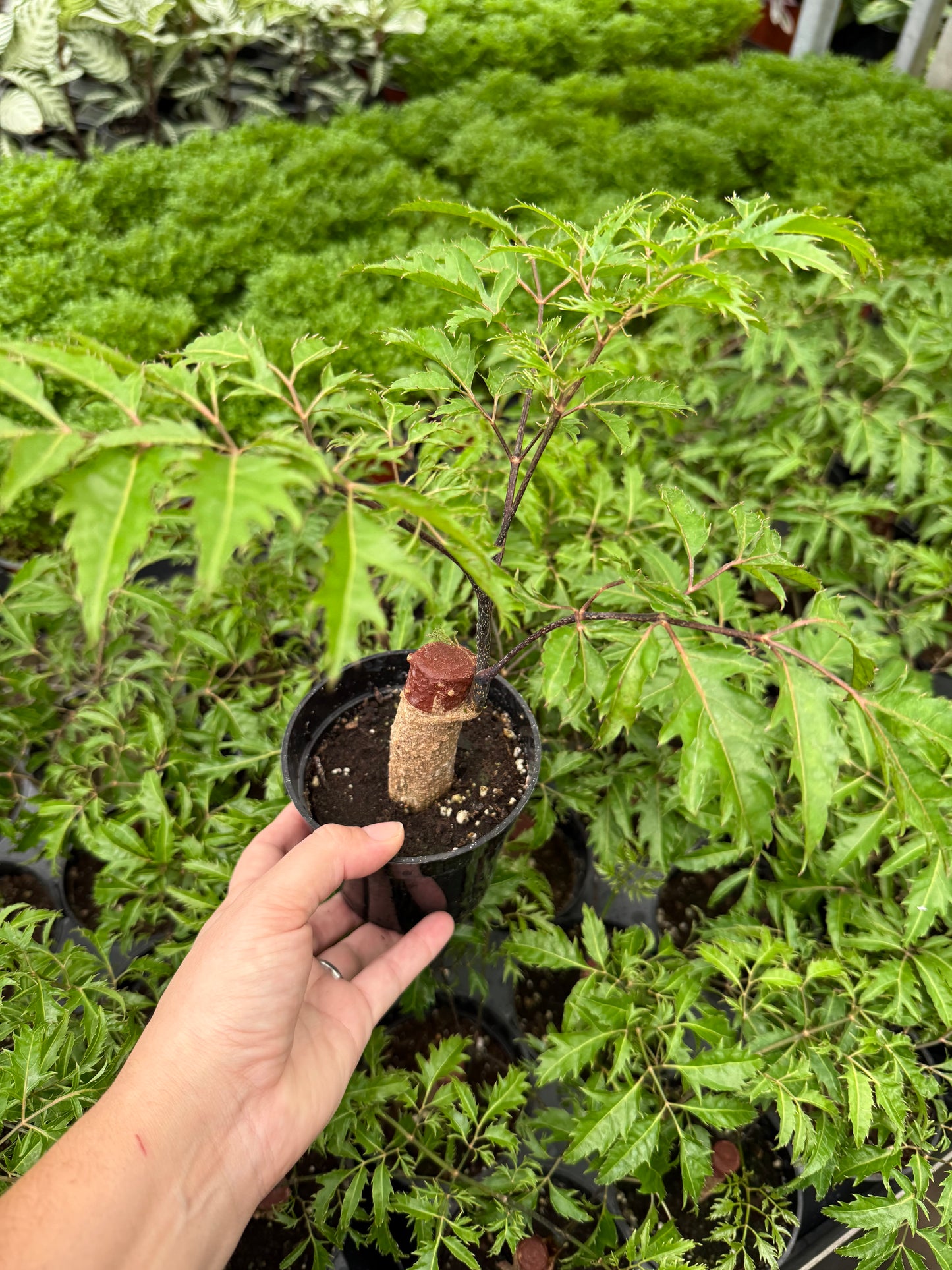 Aralia Ming ‘Stump’