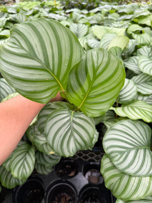 Calathea Orbifolia