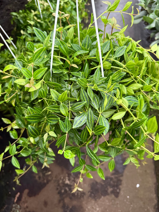 Peperomia ˋFunky Frog’