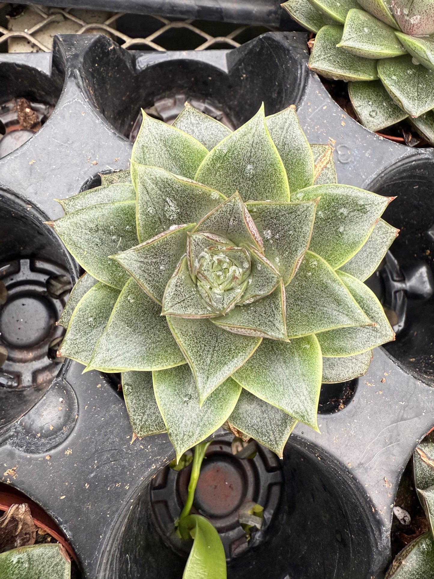 Echeveria ‘Porposeron’