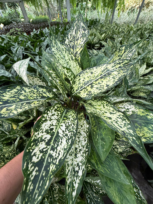 Aglaonema ‘Wintry Winehouse’