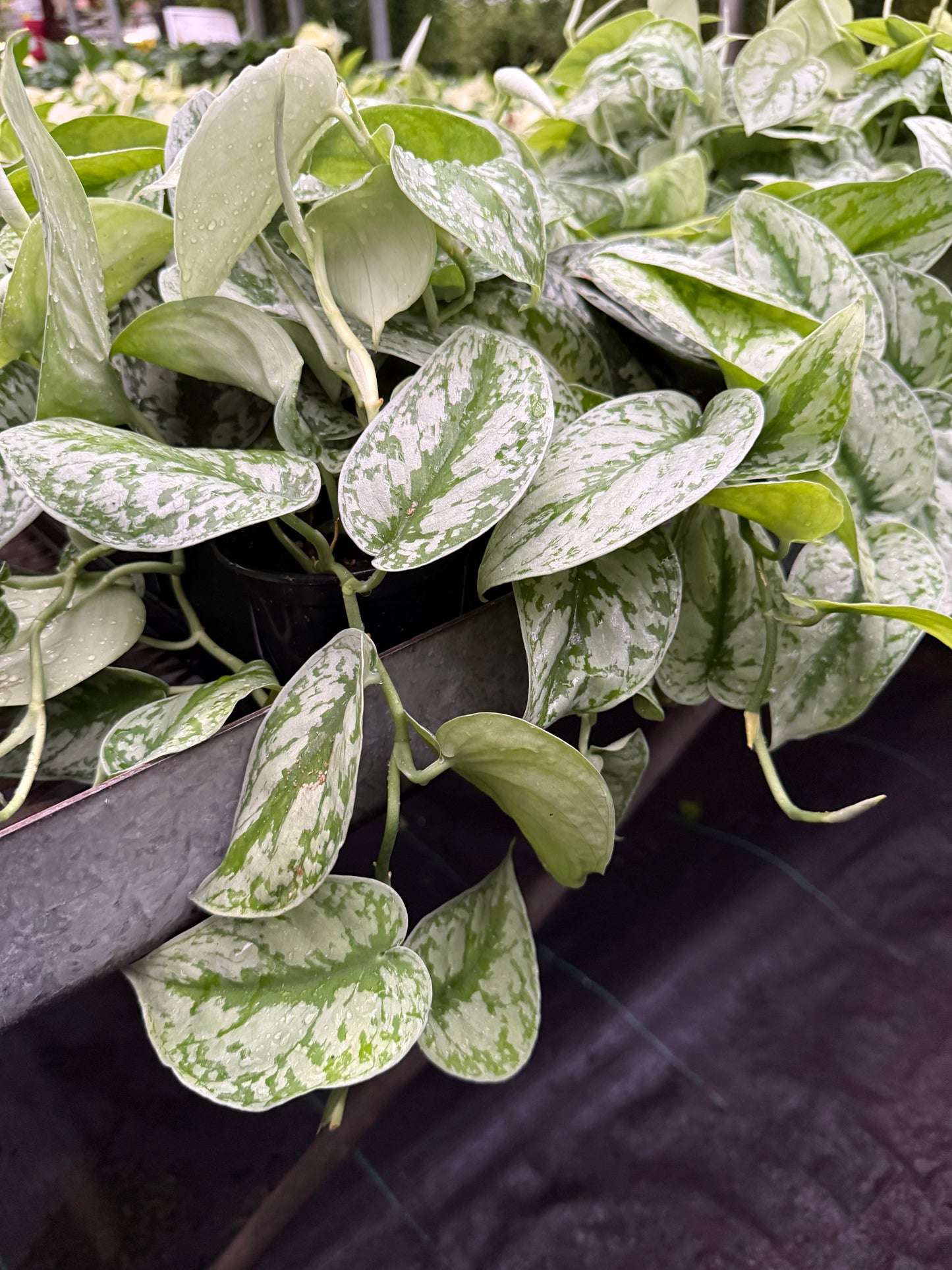 Scindapsus ‘Exotica’