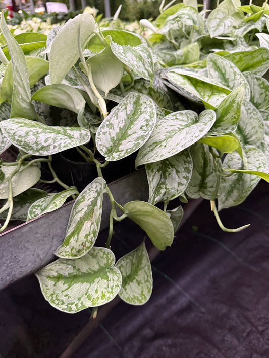 Scindapsus ‘Exotica’