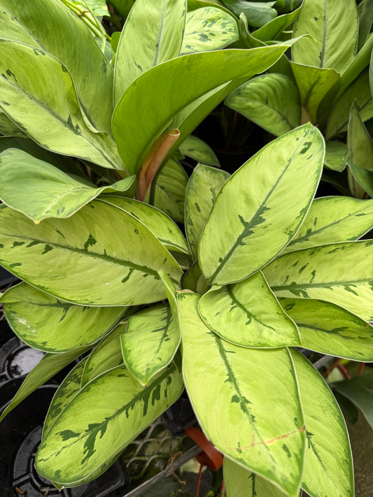 Homalomena 'Selby'