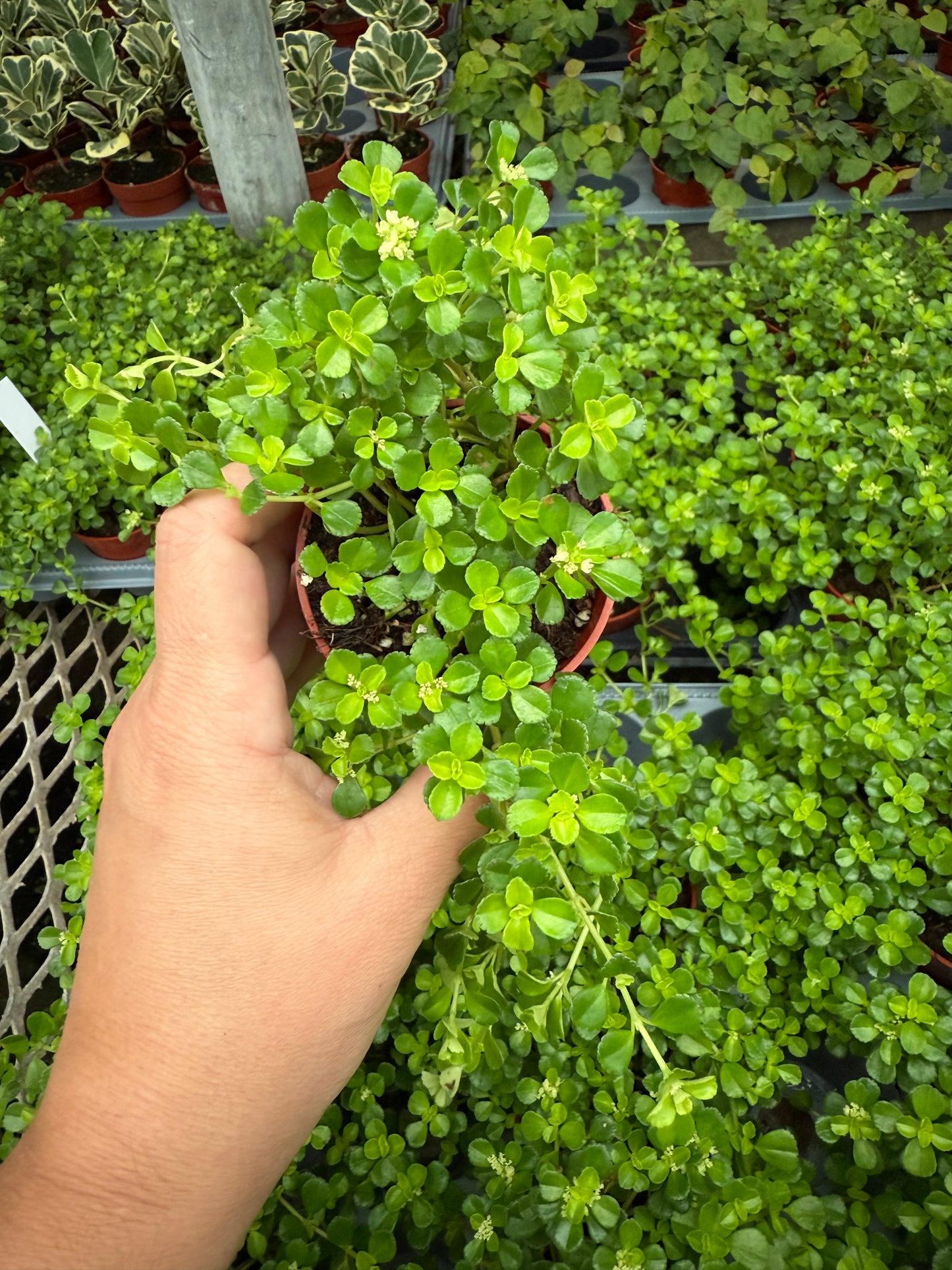 Pilea Depressa