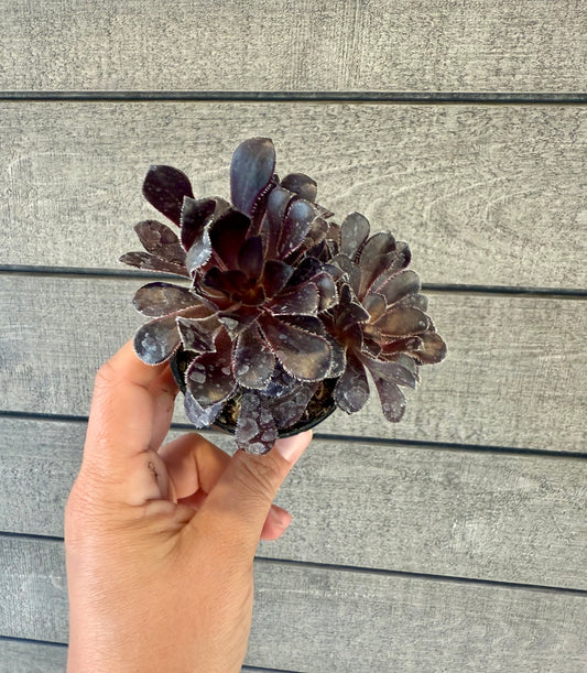 Aeonium Zwarktop