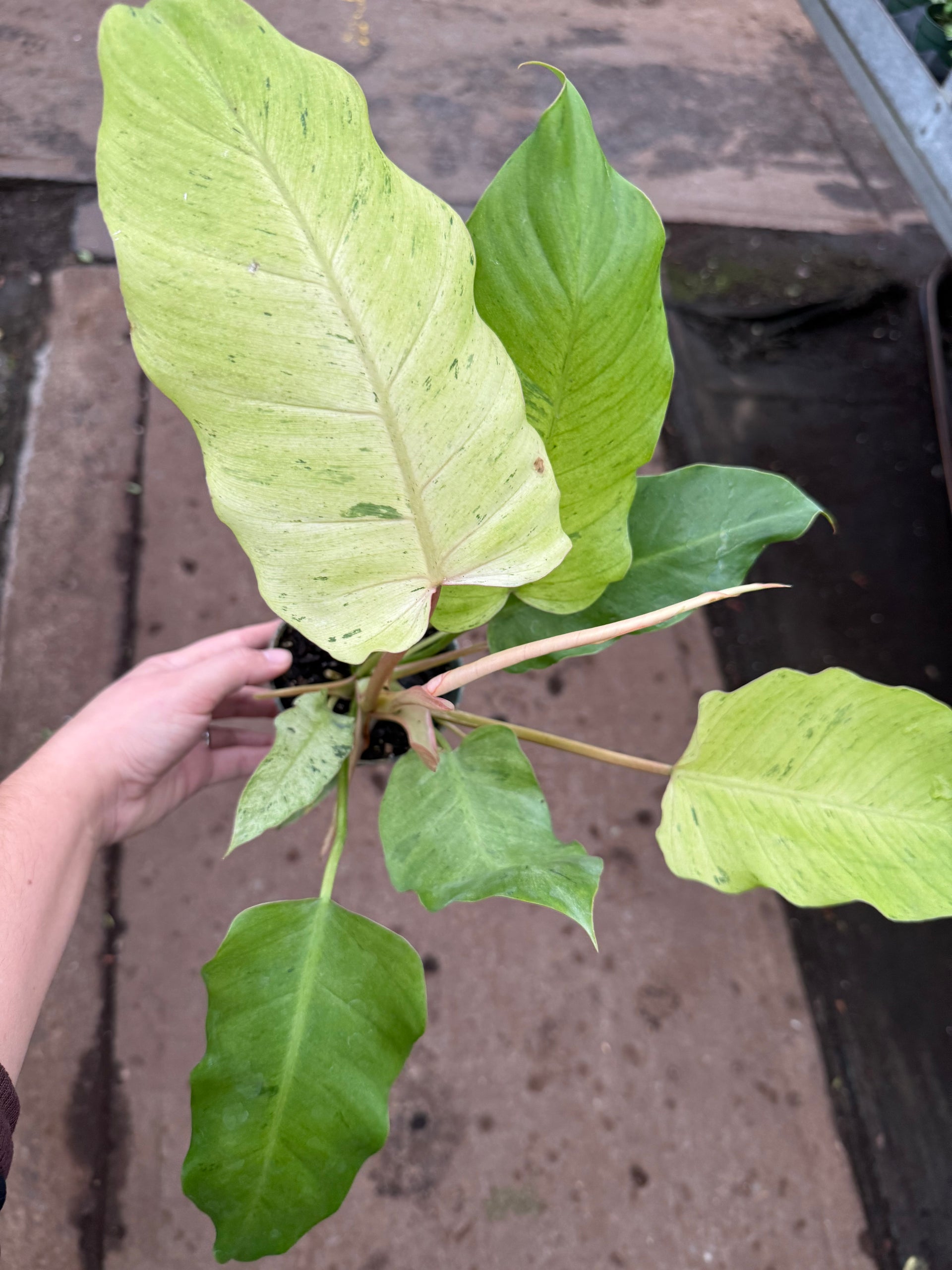 philodendron snowdrift rare Philodendron 'Snowdrift' – La Folie Verte